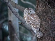 Barred Owl