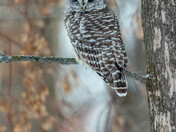 Barred Owl
