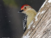 Red Bellied Woodpecker
