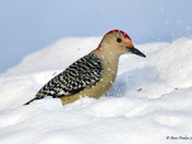Red Bellied Woodpecker