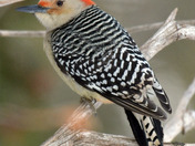 Red Bellied Woodpecker