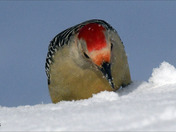 Red Bellied Woodpecker