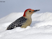 Red Bellied Woodpecker