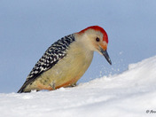 Red Bellied Woodpecker