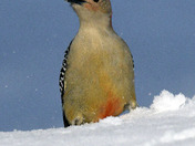 Red Bellied Woodpecker