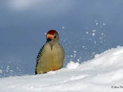 Red Bellied Woodpecker