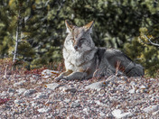 Laid back coyote