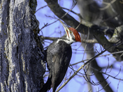 Pileated Woodpecker