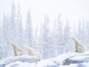 Churchill Snow Storm 