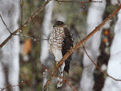 Sharp-shinned hawk in the snow