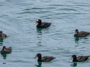 All My Ducks Are In a.. Circle?