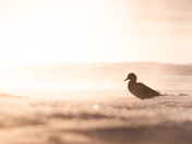 Sunrise Duck