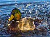 Mallard Drake