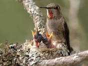 Anna's Hummingbird & babies
