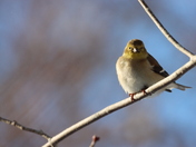 Winter Goldfinch