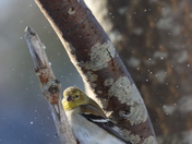 Small bird. Big winter energy.
