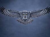 Great gray owl north