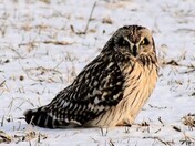 Short-eared Owl