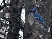 Puffed Blue Jay, waiting for snow fall to stop.