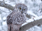Great Grey Owl