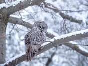 Great Grey Owl
