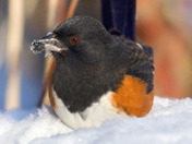 Eastern Towhee foraging for seeds in the snow