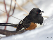 Eastern Towhee foraging for seeds in the snow