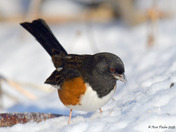 Eastern Towhee foraging for seeds in the snow