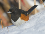Eastern Towhee foraging for seeds in the snow