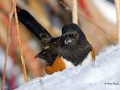 Eastern Towhee foraging for seeds in the snow