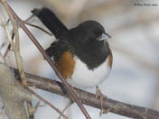 Eastern Towhee foraging for seeds in the snow