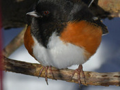 Eastern Towhee foraging for seeds in the snow