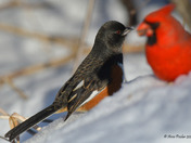Eastern Towhee foraging for seeds in the snow