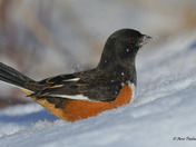 Eastern Towhee foraging for seeds in the snow