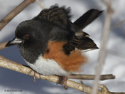 Eastern Towhee foraging for seeds in the snow