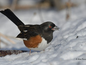 Eastern Towhee foraging for seeds in the snow