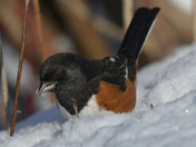 Eastern Towhee foraging for seeds in the snow