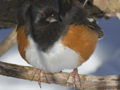 Eastern Towhee foraging for seeds in the snow