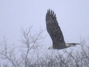 Bald Eagle in a snowstorm.