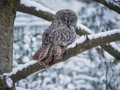 Great Grey Owl on a Snowy Day