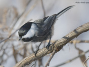 Black Capped Chickadee with Melanistic colors