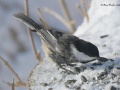Black Capped Chickadee with Melanistic colors