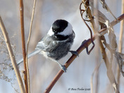 Black Capped Chickadee with Melanistic colors