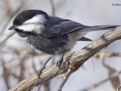 Black Capped Chickadee with Melanistic colors