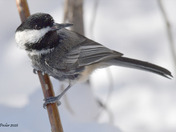 Black Capped Chickadee with Melanistic colors
