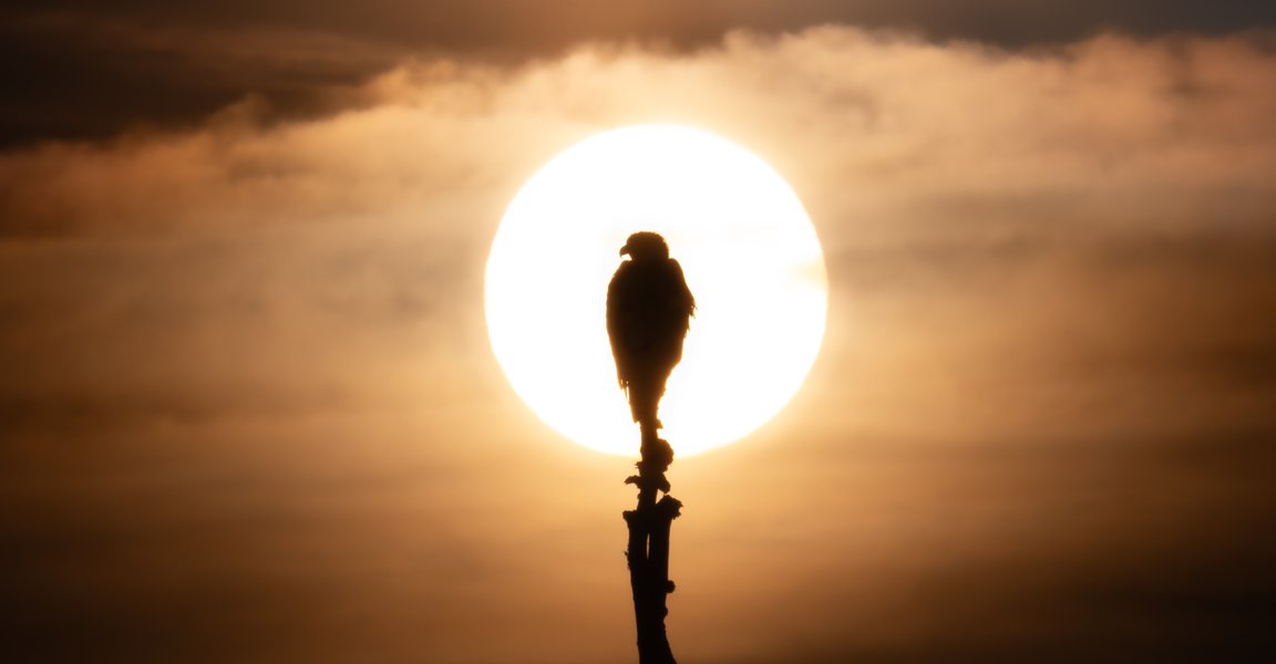 Silhouette Eagle