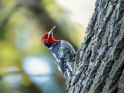red-breasted sapsucker 