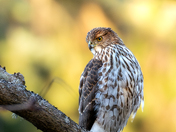 juvenile coopers hawk