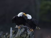 Eagle Pair