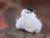Nuthatch on a blustery day